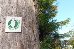 Wegweiser Harzer Hexenstieg an einem Baum