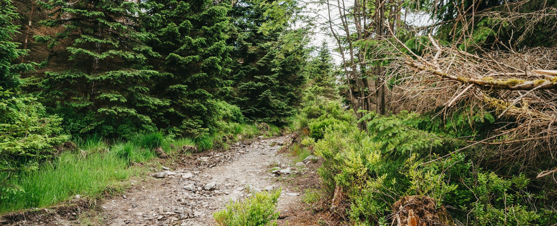 Steiniger Weg mit Wald