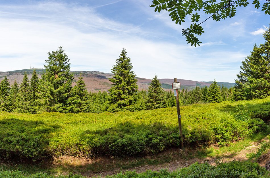 Blick auf einen Wanderweg mit Wegweiser