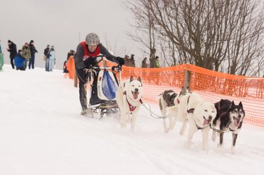 Hunde ziehen Musher auf Schlitten durch den Schnee 