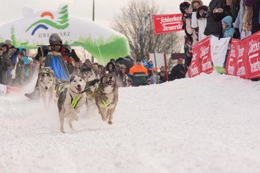 Hunde ziehen Musher auf Schlitten durch den Schnee 