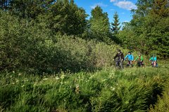 Vier Radfahrer fahren durch einen Wald auf einem Wiesenweg