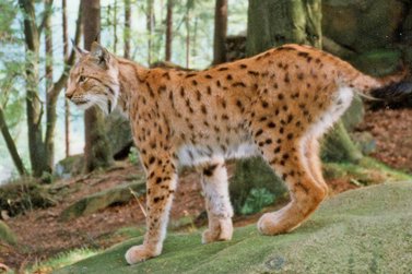 Luchs stehend im Nationalpark Harz