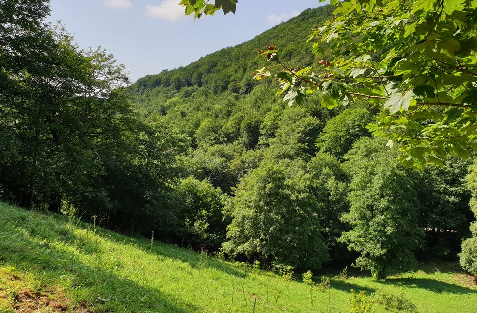 Oberharz Wildemann wandern Natur Wald