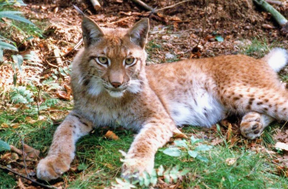 Liegender Luchs auf Waldboden