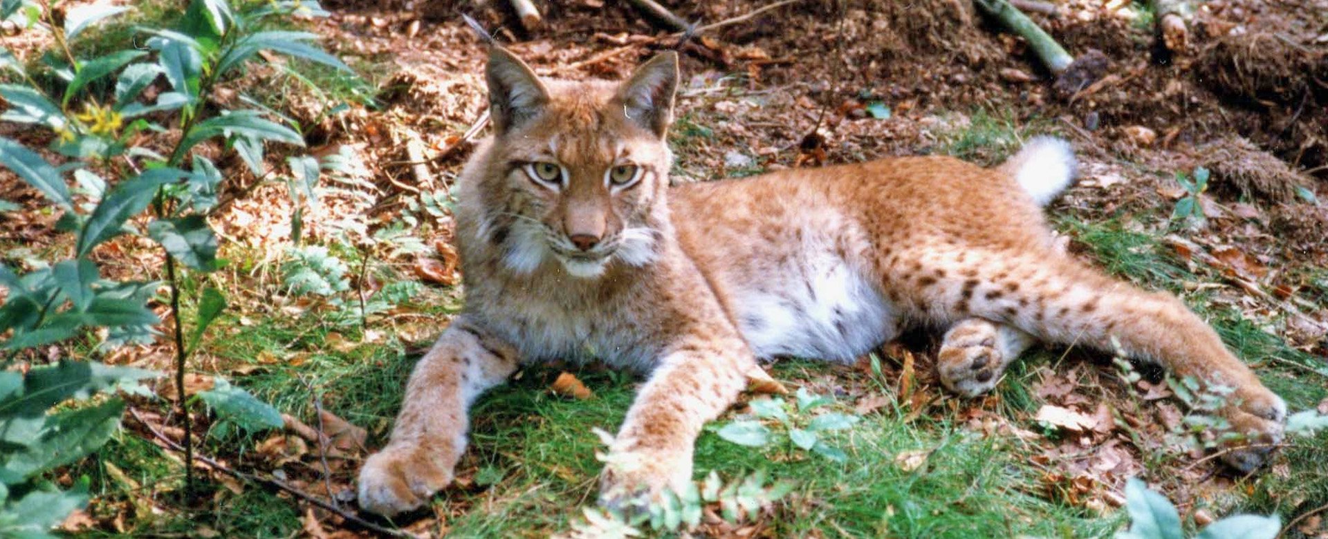 Liegender Luchs auf Waldboden