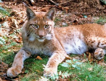 Liegender Luchs auf Waldboden