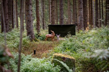 Blick auf Rehattrappen im Wald