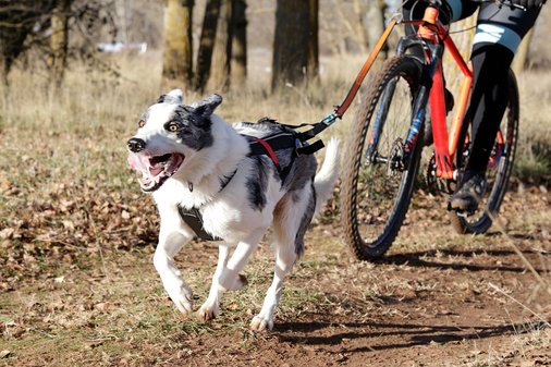 Hund mit Mountainbiker unterwegs in einem Laubwald im Herbst