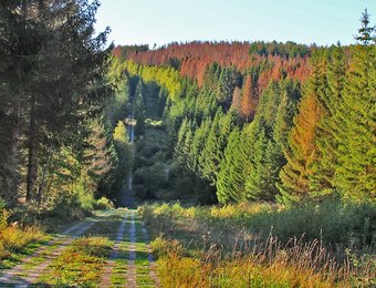 Blick über den Grenzweg im Herbst
