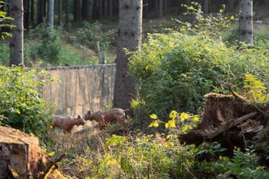 Blick auf Luchs-Attrappen im Wald