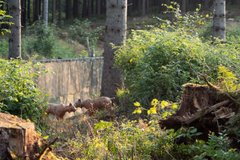 Bogensport Parcours Clausthal-Zellerfeld Oberharz