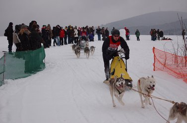 Hunde ziehen Musher auf Schlitten durch den Schnee 