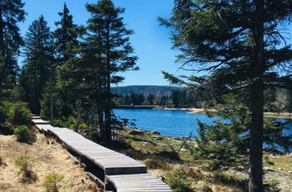 Okerteich im Sommer mit Holzweg 