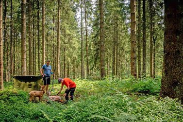 Zwei Männer entfernen Pfeile an Reh Attrappen