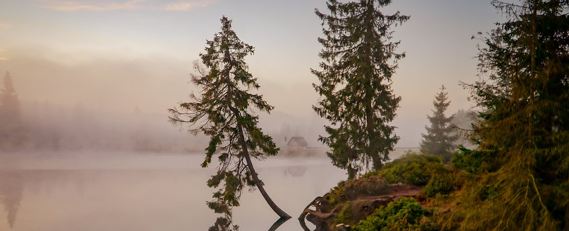 Der Oderteich im Nebel
