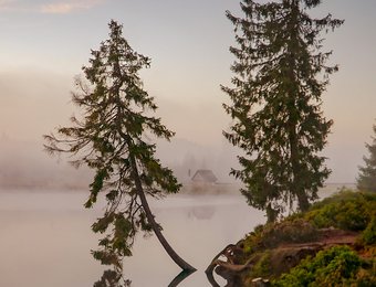 Der Oderteich im Nebel