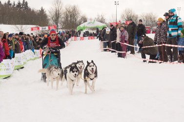 Hunde ziehen Musher auf Schlitten durch den Schnee 