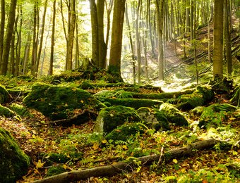 Blick auf einen moosigen Waldboden mit vielen Bäumen im Hintergrund