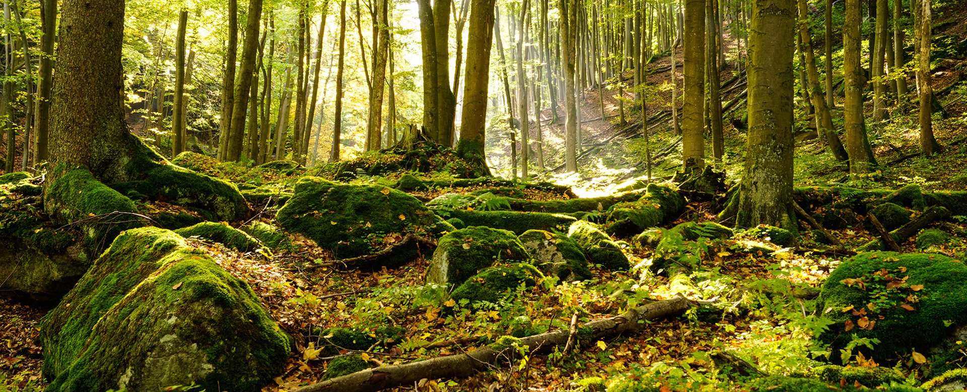 Blick auf einen moosigen Waldboden mit vielen Bäumen im Hintergrund