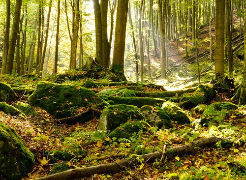 Blick auf einen moosigen Waldboden mit vielen Bäumen im Hintergrund