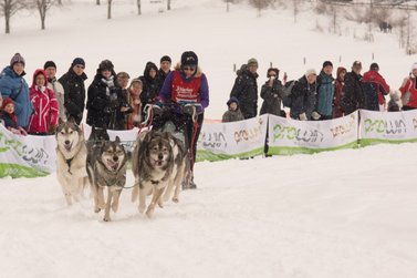 Hunde ziehen Musher auf Schlitten durch den Schnee 