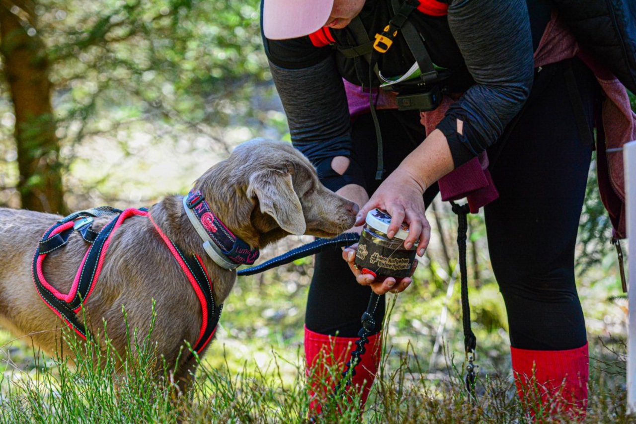 Hund bekommt Belohnung aus Hand