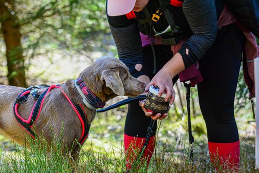 Hund bekommt Belohnung aus Hand