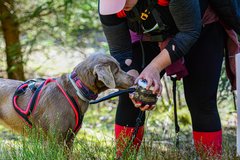 Hund bekommt Belohnung aus Hand