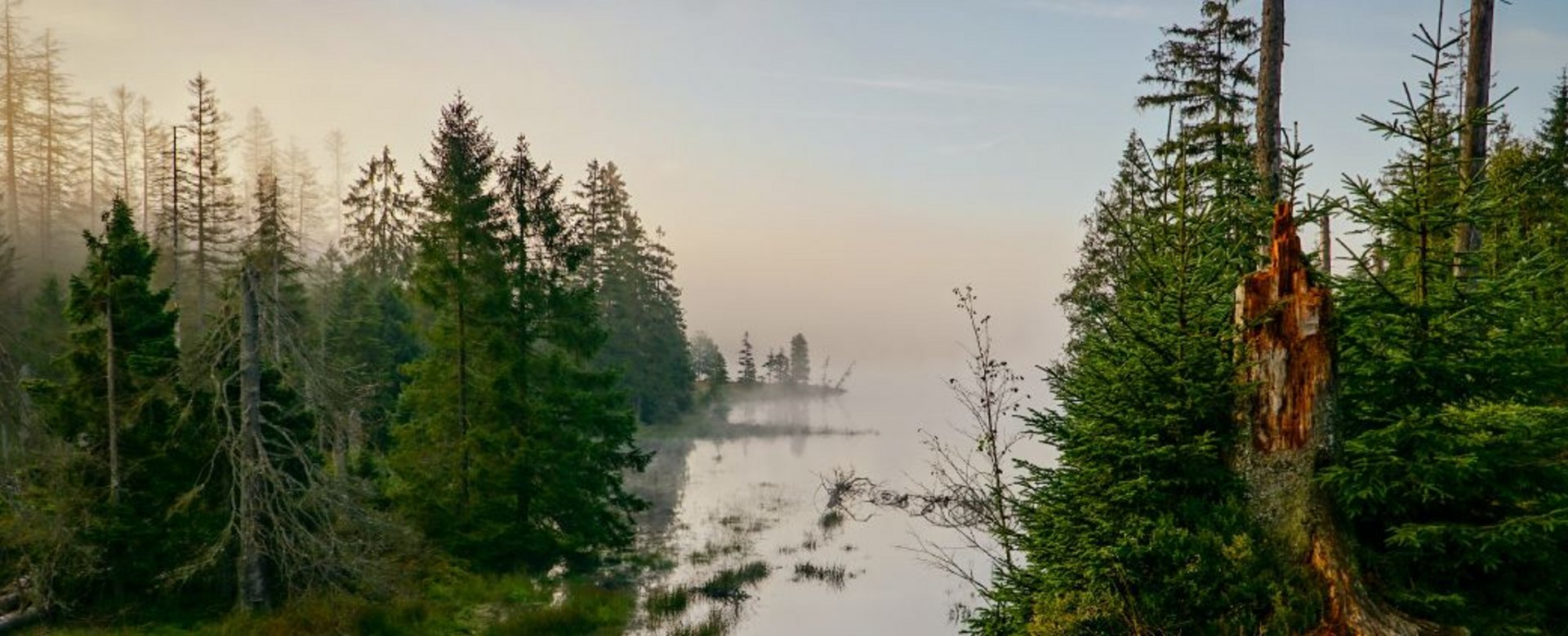 Blick auf Oderteich mit Nebel