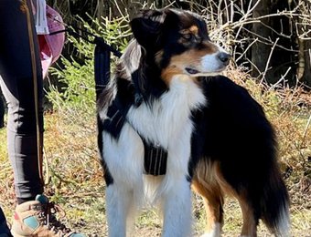 Hund schaut interessiert 