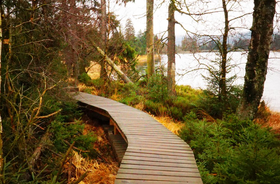 Oberharz wandern Wald Märchenweg