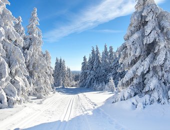 Stark zugeschneite Landschaft mit Schnee bedeckten Nadelbäumen bei klarem Himmel