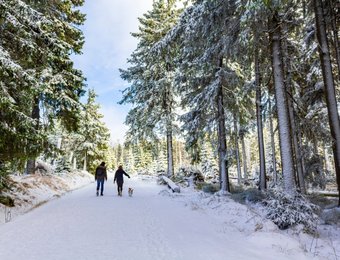 Zwei Personen mit Hund wandern durch einen mit Schnee bedeckten Wald