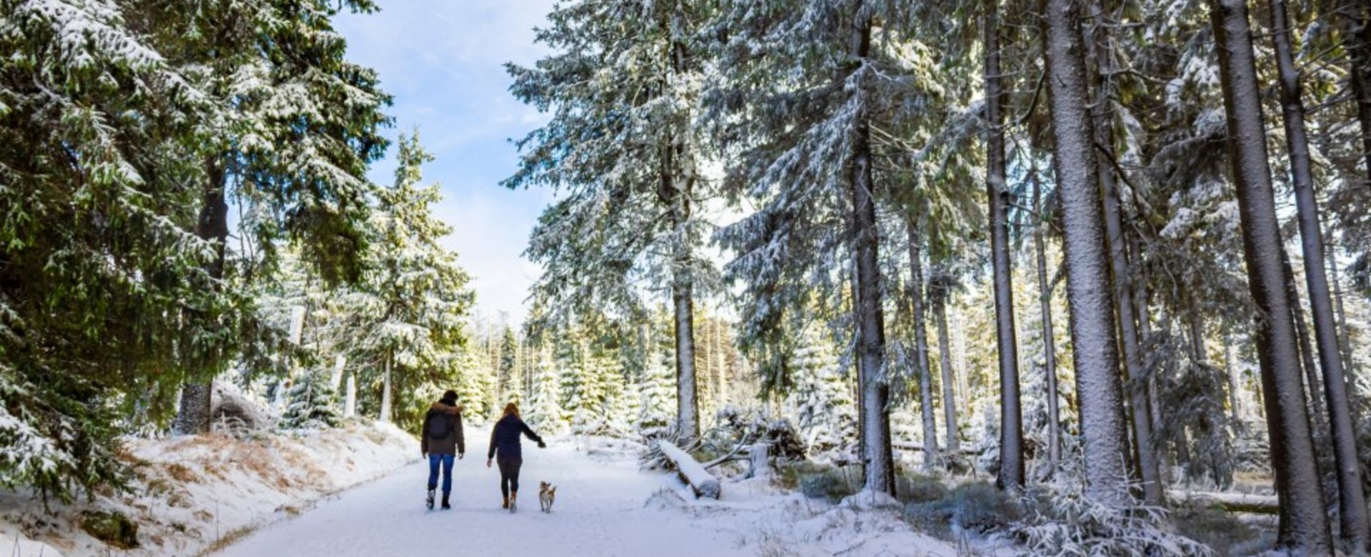 Zwei Personen mit Hund wandern durch einen mit Schnee bedeckten Wald