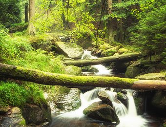 idyllischer Wasserfall inmitten eines grünen zugewachsenen Waldes