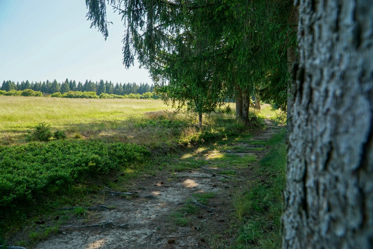 Wanderweg mit Wiese
