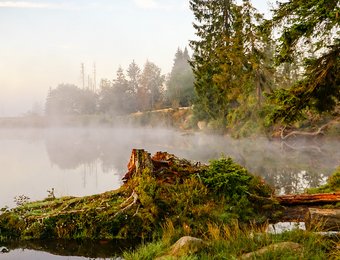 Blick auf den Oderteich im Nebel