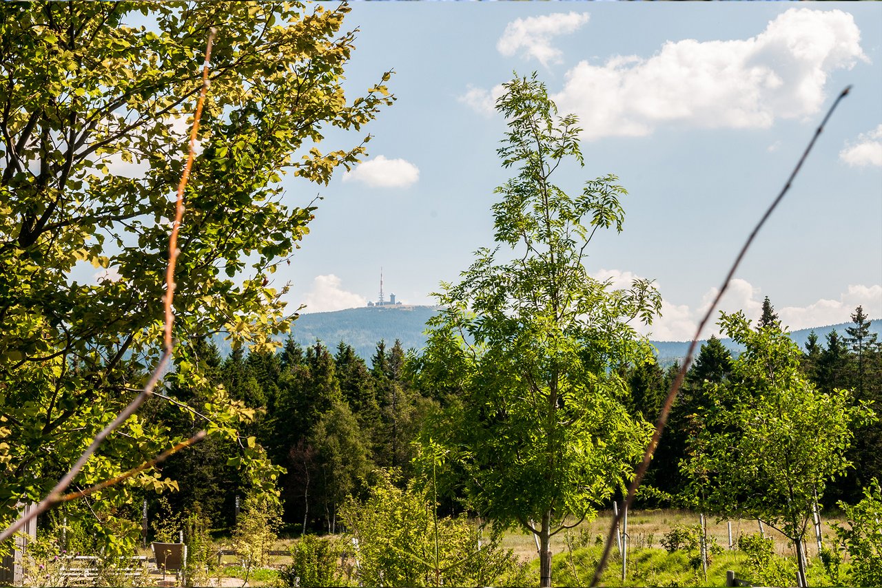 Blick mit Bäumen zum Brocken