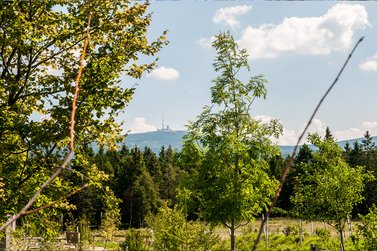Blick mit Bäumen zum Brocken