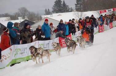 Hunde ziehen Musher auf Schlitten durch den Schnee 
