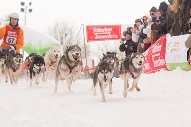 Hunde ziehen Musher auf Schlitten durch den Schnee 