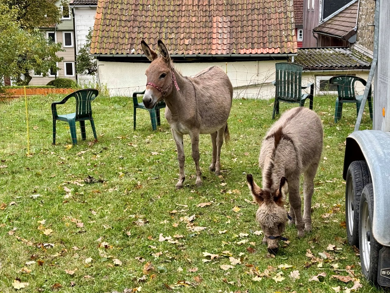 Esel auf der Wiese
