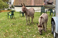 Esel auf der Wiese