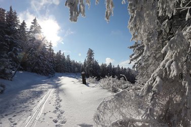 Blick auf einen verschneiten Wanderweg welcher an einem dicht bewachsenen mit Schnee bedeckten Wald lang führt