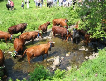 Kühe stehen im Bach