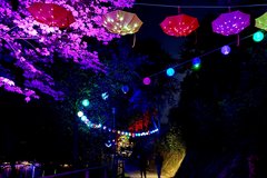 Lichterweg entlang des Okerteichs 