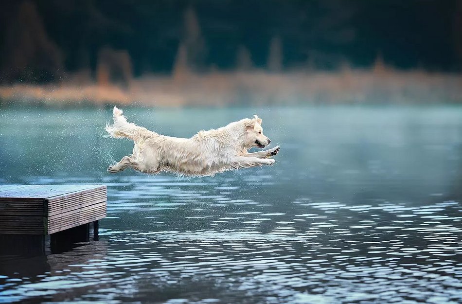 Weißer Hund springt von einem Steg in tief blaues Wasser