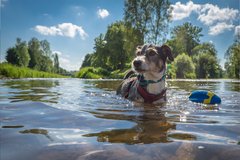 Hund mit Spielzeug im Wasser, im Hintergrund Bäume und hohes Gras