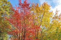 verschieden farbige Rotahorn im Herbst